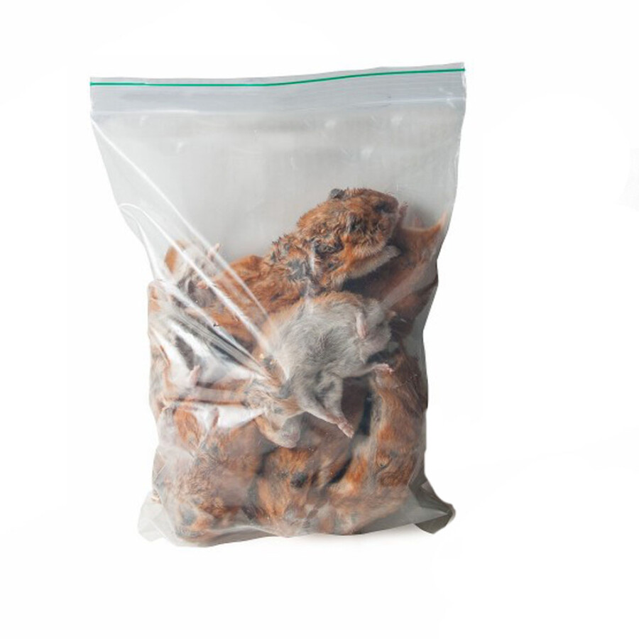 Syrische hamster 1 kg | Express