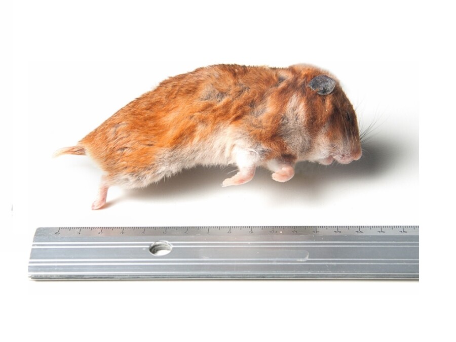 Umeki Vertrappen Andrew Halliday Syrische hamster 1 kg | Animal Food Express