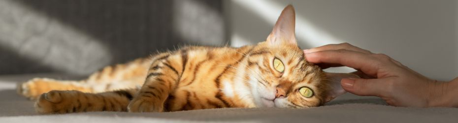 Binnenkat of buitenkat