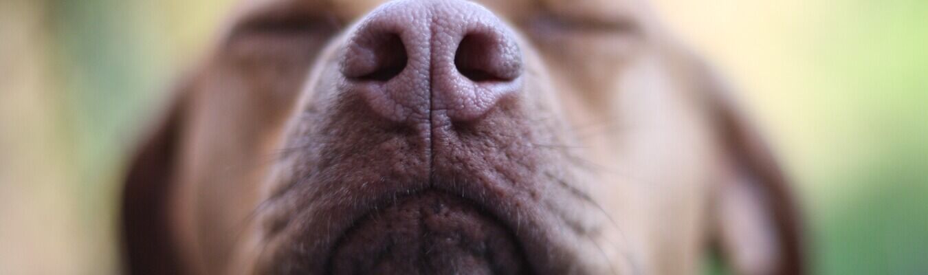 overgewicht-hond