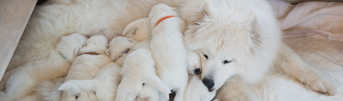 Hoe lang is een hond zwanger