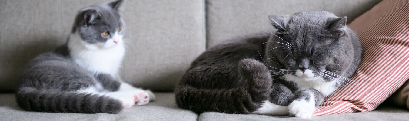 Katten aan elkaar voorstellen