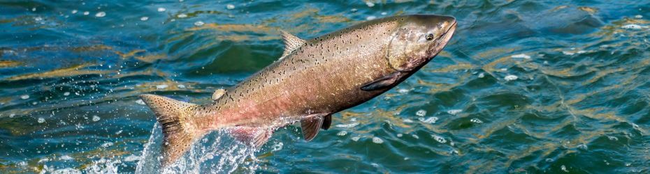 Voedingsstoffen vers vlees