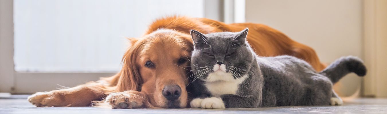 hond-en-kat-samen