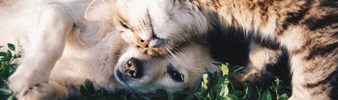 Hondenmens of kattenmens