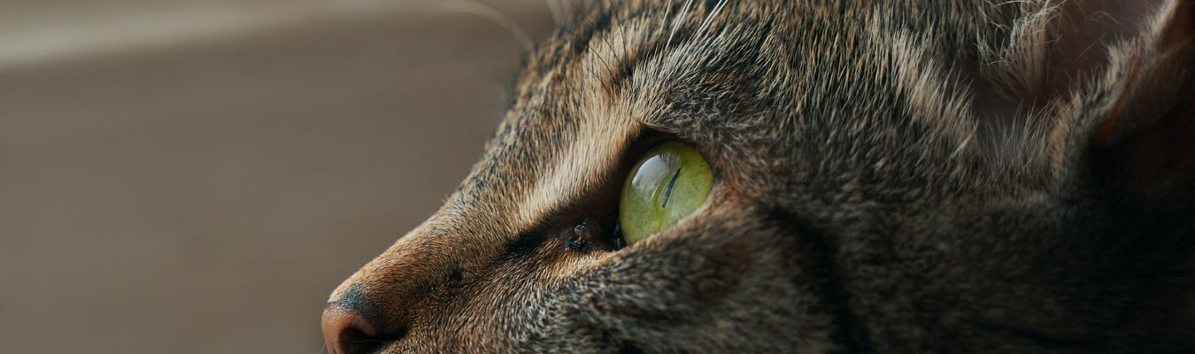 Krolse kat