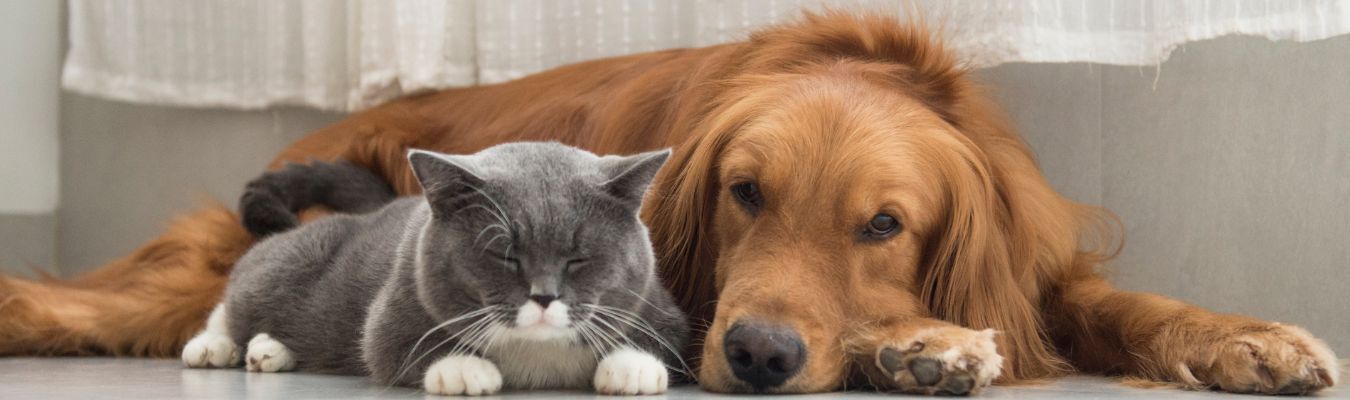 variatie voeding hond kat