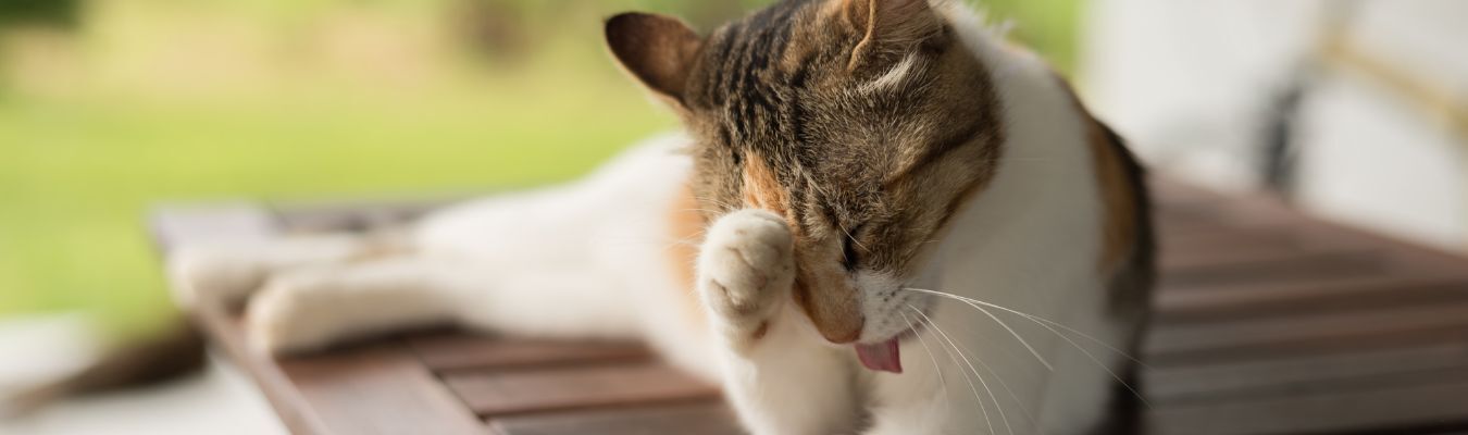 Voedselallergie katten