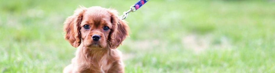 puppy socialiseren