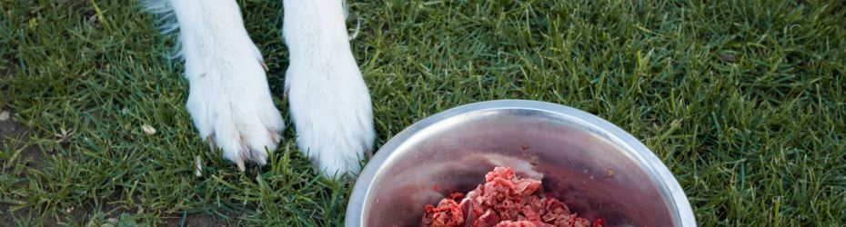 Voedselallergie hond