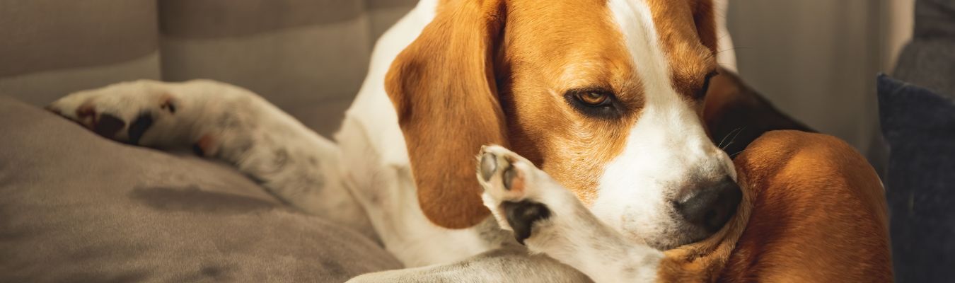 Voedselallergie hond