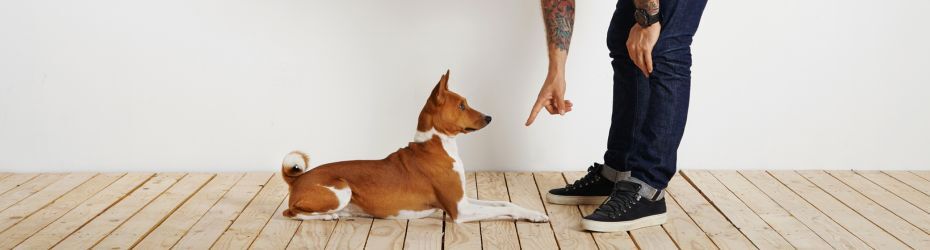 Puppy puberteit