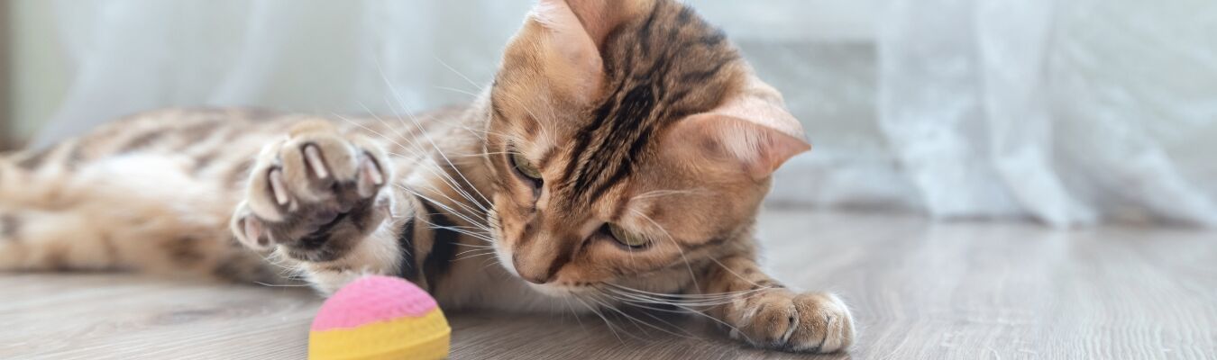 Je kat bezighouden