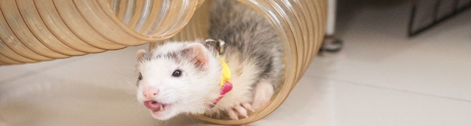 fretten geen groenten fruit