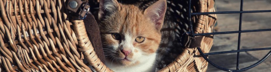 verhuizen met je kat