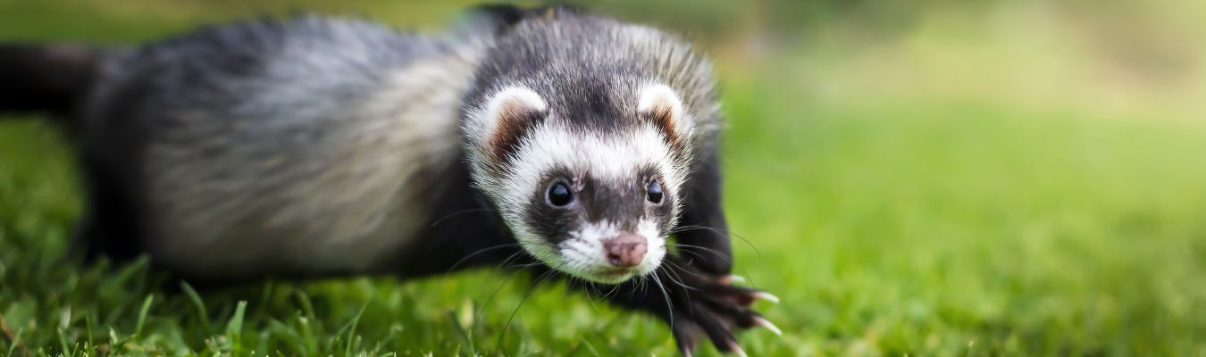 fretten geen groenten fruit