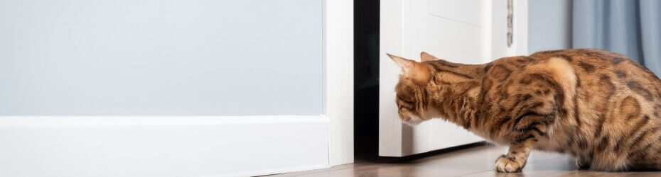 Katten aan elkaar voorstellen
