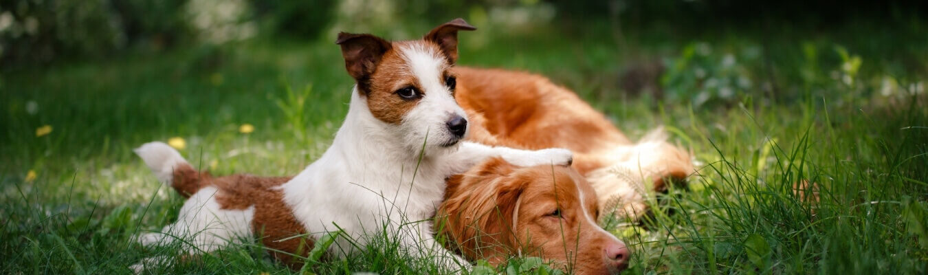 Tweede hond nemen