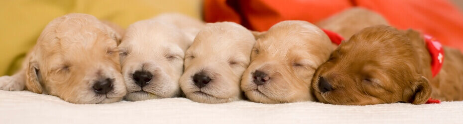 puppy bench aanleren