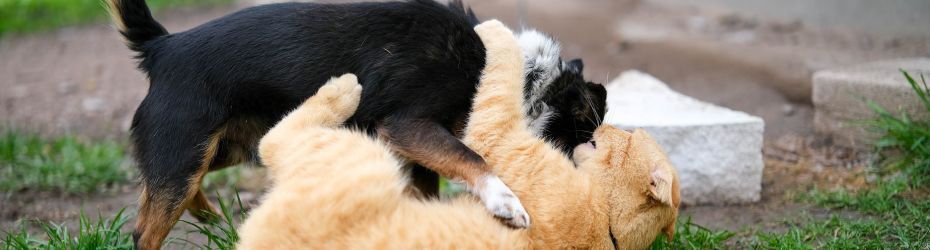 hond-en-kat-samen