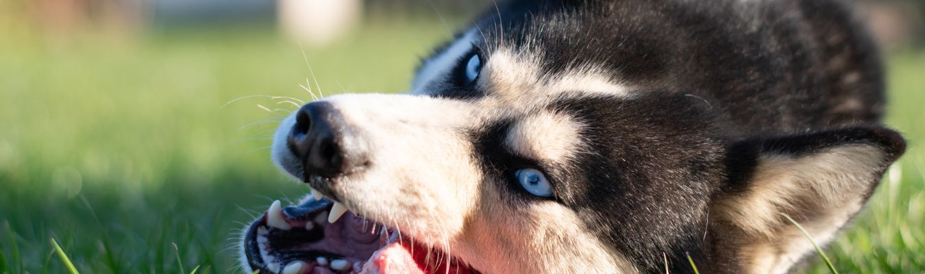 kvv of barf verschil