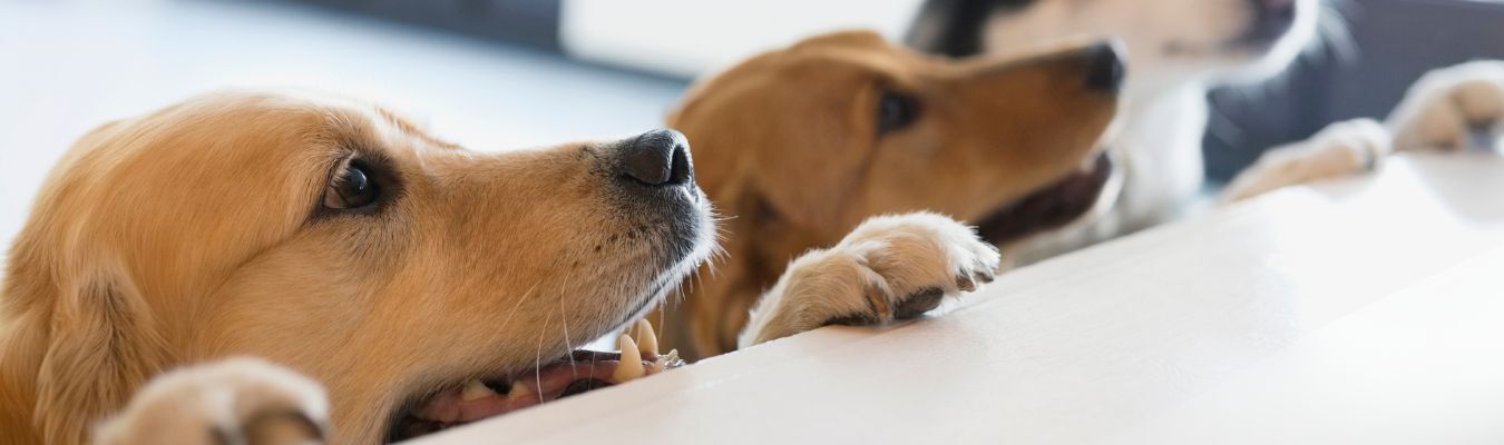 Gevaarlijke voeding hond