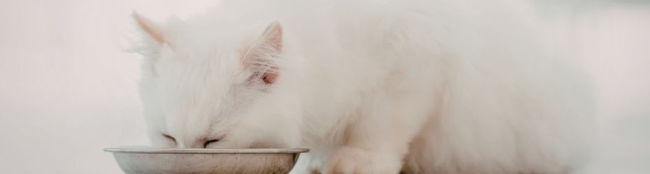 Voedselallergie katten