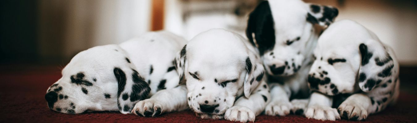 rauw voer puppys