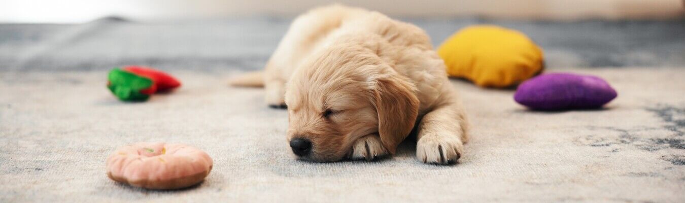 Hoeveel slaapt een puppy