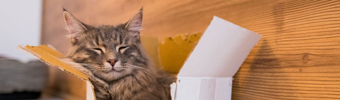 verhuizen met je kat